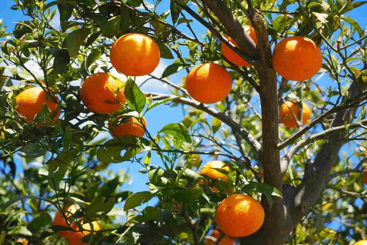 albero arance