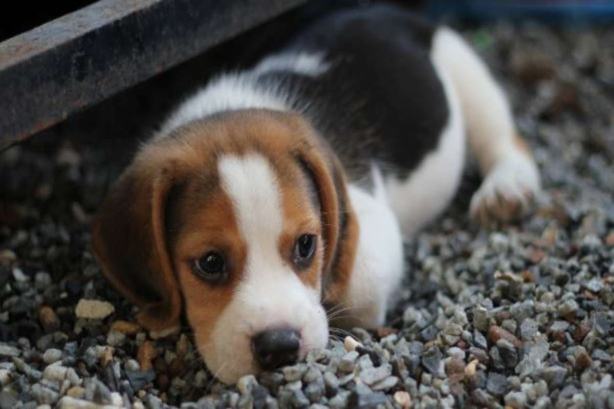 compra un cucciolo ma è una iena