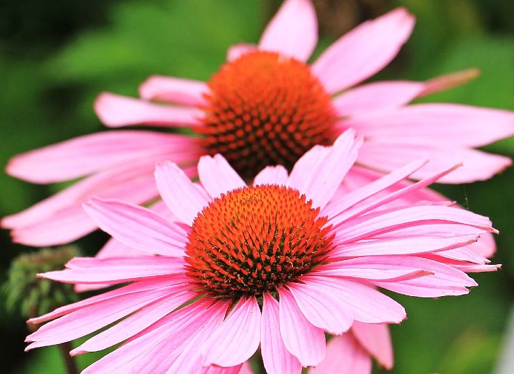 pianta echinacea