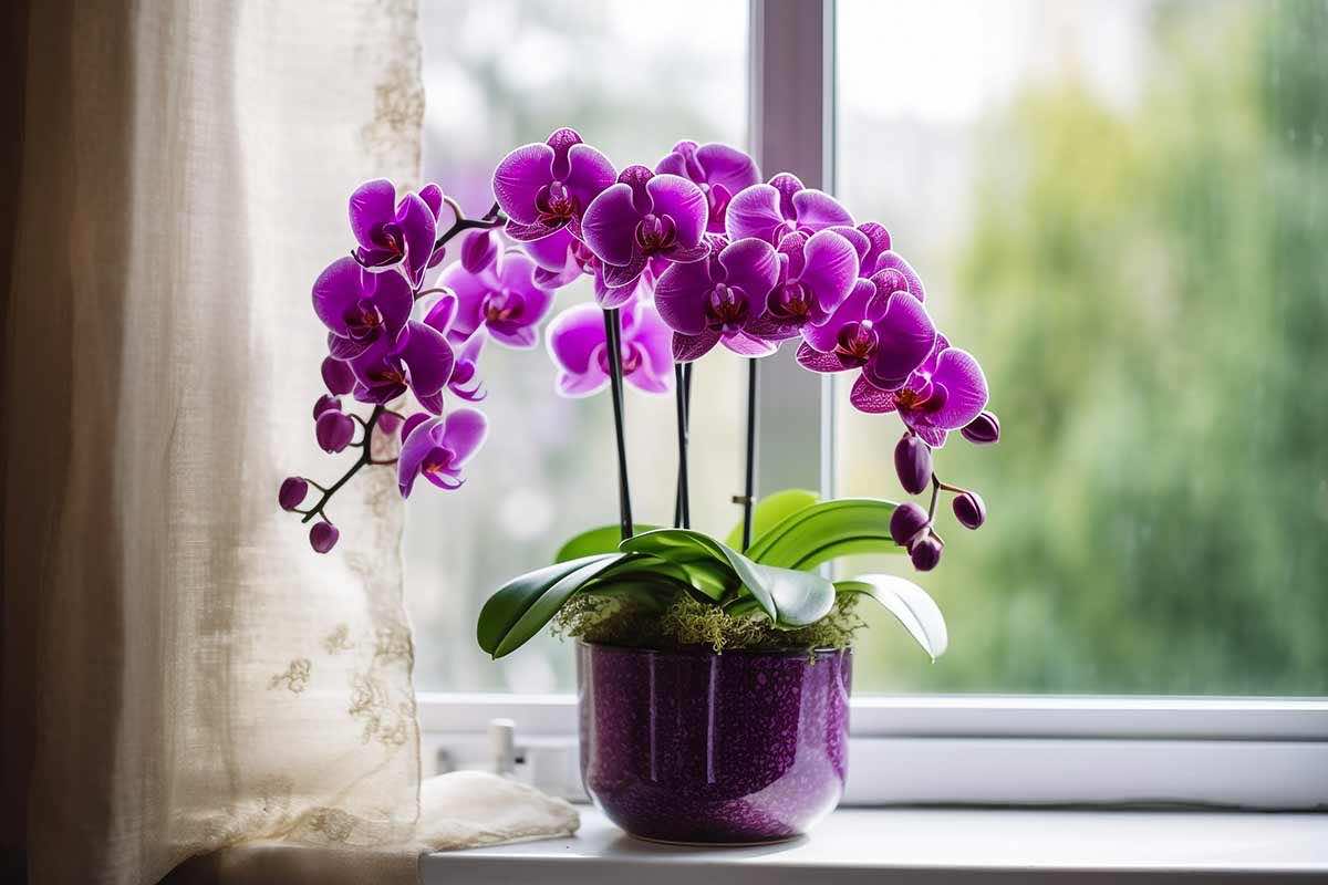 Orchidee farle rinascere