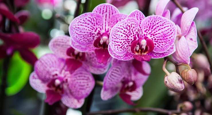 Orchidee fiori