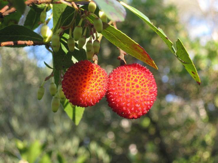 alimento corbezzolo