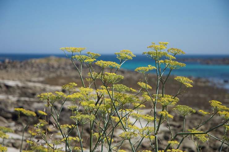 finocchino di mare